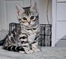 Chatons Bengal silver, prêts à partir !