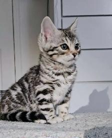 Chatons Bengal silver, prêts à partir ! - Photo 2