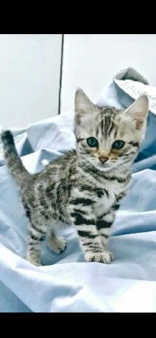 Chatons Bengal silver, prêts à partir ! - Photo 3