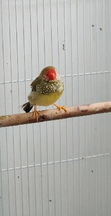 QUELQUES PINSONS DE DISPONIBLE AVEC CAGES ET ACCESSOIRES OU NON