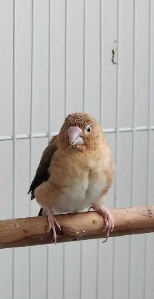 QUELQUES PINSONS DE DISPONIBLE AVEC CAGES ET ACCESSOIRES OU NON - Photo 2