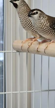 QUELQUES PINSONS DE DISPONIBLE AVEC CAGES ET ACCESSOIRES OU NON - Photo 4