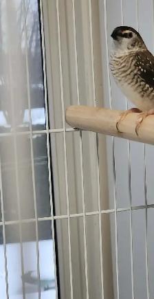 QUELQUES PINSONS DE DISPONIBLE AVEC CAGES ET ACCESSOIRES OU NON - Photo 6