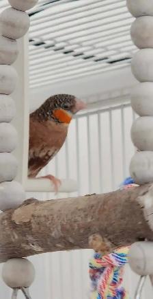 QUELQUES PINSONS DE DISPONIBLE AVEC CAGES ET ACCESSOIRES OU NON - Photo 8