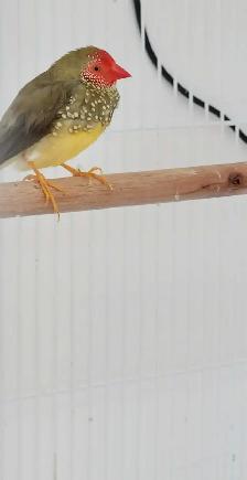 QUELQUES PINSONS DE DISPONIBLE AVEC CAGES ET ACCESSOIRES OU NON - Photo 9