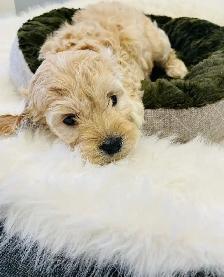 Maltipoo puppies