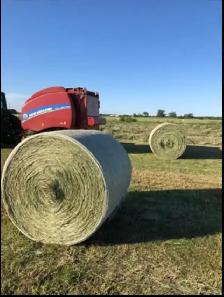 grass hay for sale