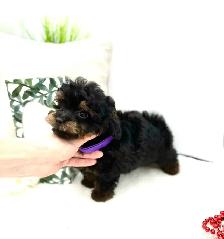 Tiny Toy  MaltiPoo and Poodles