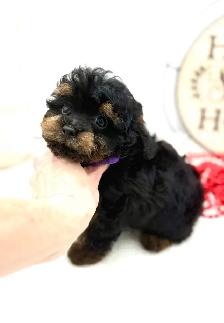 Tiny Toy  MaltiPoo and Poodles - Photo 2