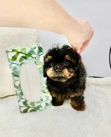 Tiny Toy  MaltiPoo and Poodles - Photo 3