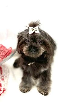 Tiny Toy  MaltiPoo and Poodles - Photo 4