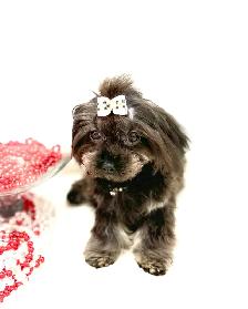 Tiny Toy  MaltiPoo and Poodles - Photo 5