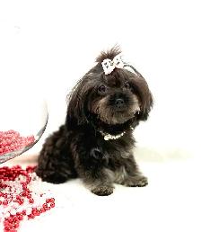 Tiny Toy  MaltiPoo and Poodles - Photo 6