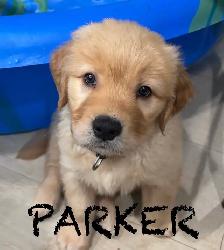 LOOKING FOR GUARDIAN  HOME FOR GOLDEN MALE