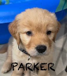 LOOKING FOR GUARDIAN  HOME FOR GOLDEN MALE - Photo 2