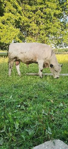 Bull British White  polled