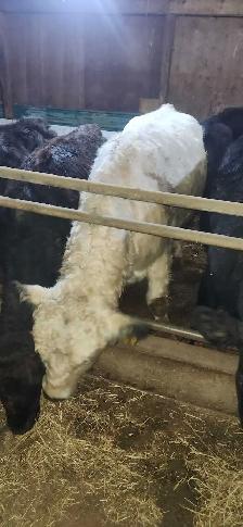 Bull British White  polled - Photo 2