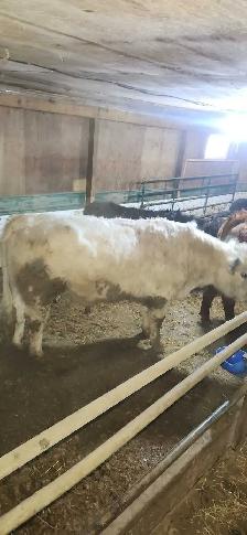 Bull British White  polled - Photo 3