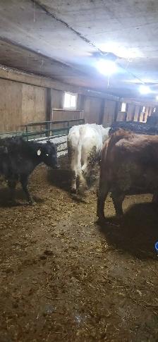 Bull British White  polled - Photo 4