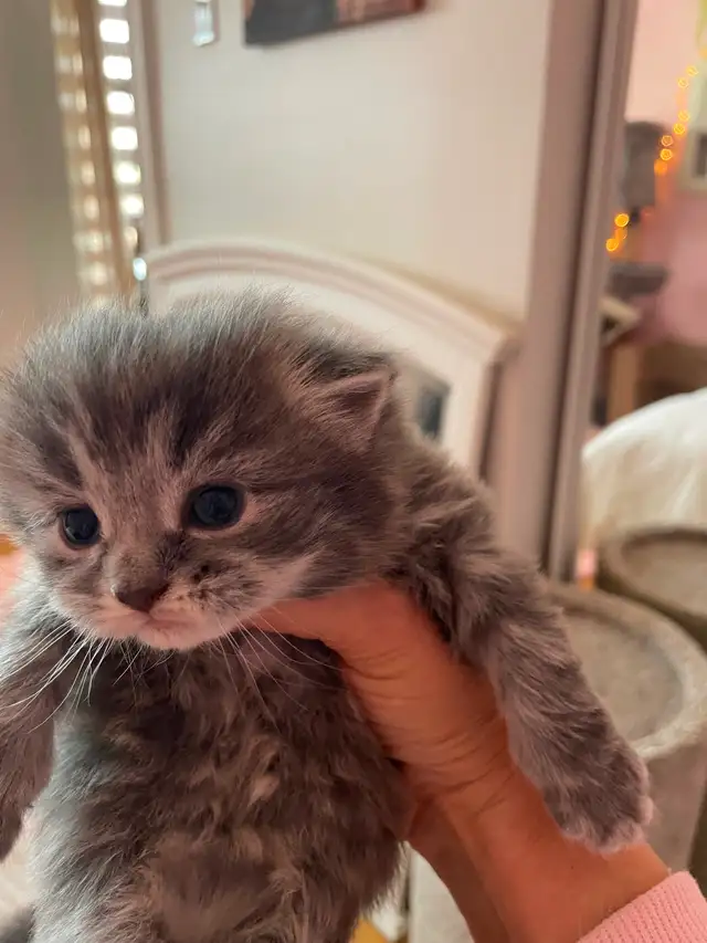 Chatons persans x angora (3)