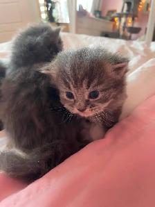 Chatons persans x angora (3) - Photo 2