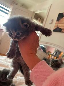 Chatons persans x angora (3) - Photo 3