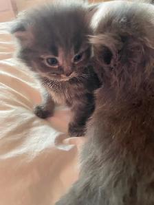 Chatons persans x angora (3) - Photo 4