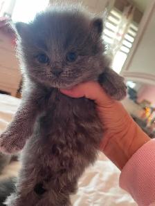 Chatons persans x angora (3) - Photo 5