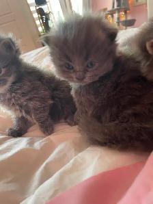 Chatons persans x angora (3) - Photo 6