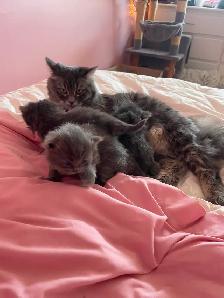 Chatons persans x angora (3) - Photo 7