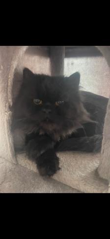 Chatons persans x angora (3) - Photo 8