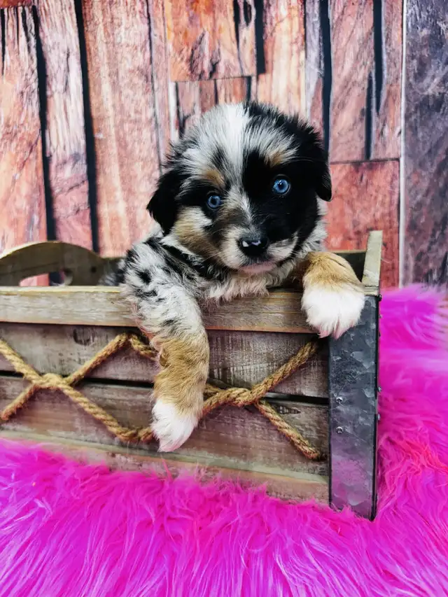 Berger australien toy ,miniature et standard