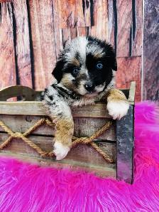 Berger australien toy ,miniature et standard