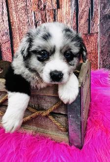 Berger australien toy ,miniature et standard - Photo 2