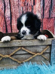 Berger australien toy ,miniature et standard - Photo 3