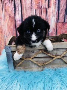 Berger australien toy ,miniature et standard - Photo 4