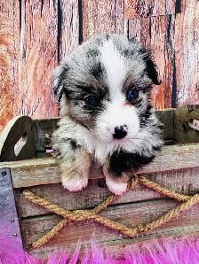 Berger australien toy ,miniature et standard - Photo 5