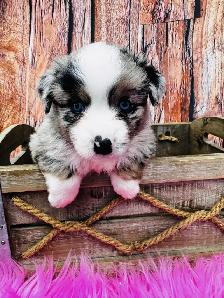 Berger australien toy ,miniature et standard - Photo 6