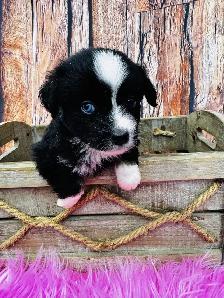 Berger australien toy ,miniature et standard - Photo 7