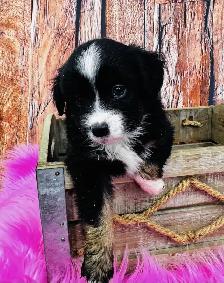 Berger australien toy ,miniature et standard - Photo 8