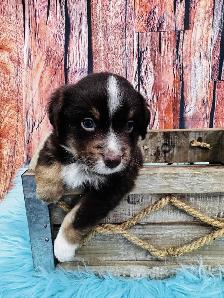 Berger australien toy ,miniature et standard - Photo 9