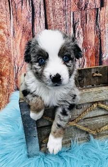 Berger australien toy ,miniature et standard - Photo 10