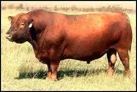 Red Angus bull wanted
