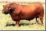 Red Angus bull wanted