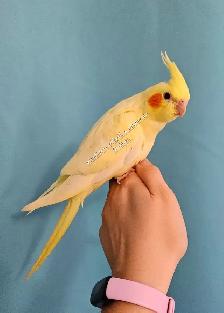 Oisillions cockatiel - Photo 2