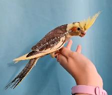 Oisillions cockatiel - Photo 3