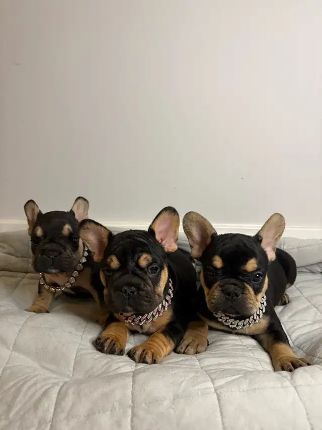 AKC French bull dogs