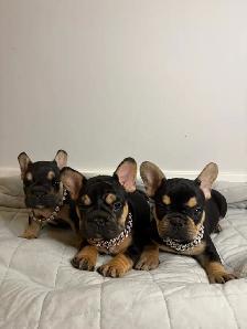 AKC French bull dogs