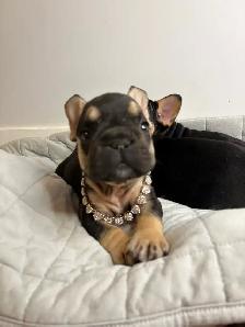 AKC French bull dogs - Photo 2