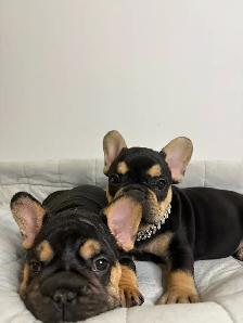 AKC French bull dogs - Photo 3